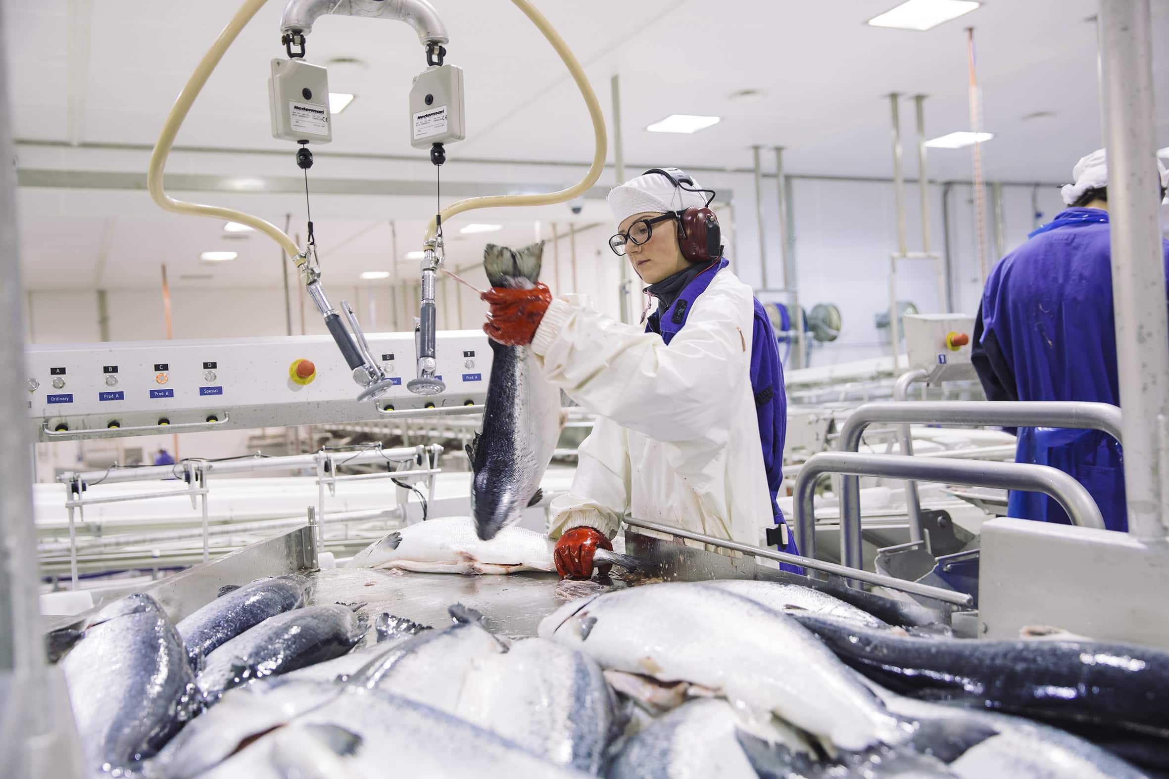 Nordlaks.Photo: Marius Fiskum © Norwegian Seafood Council